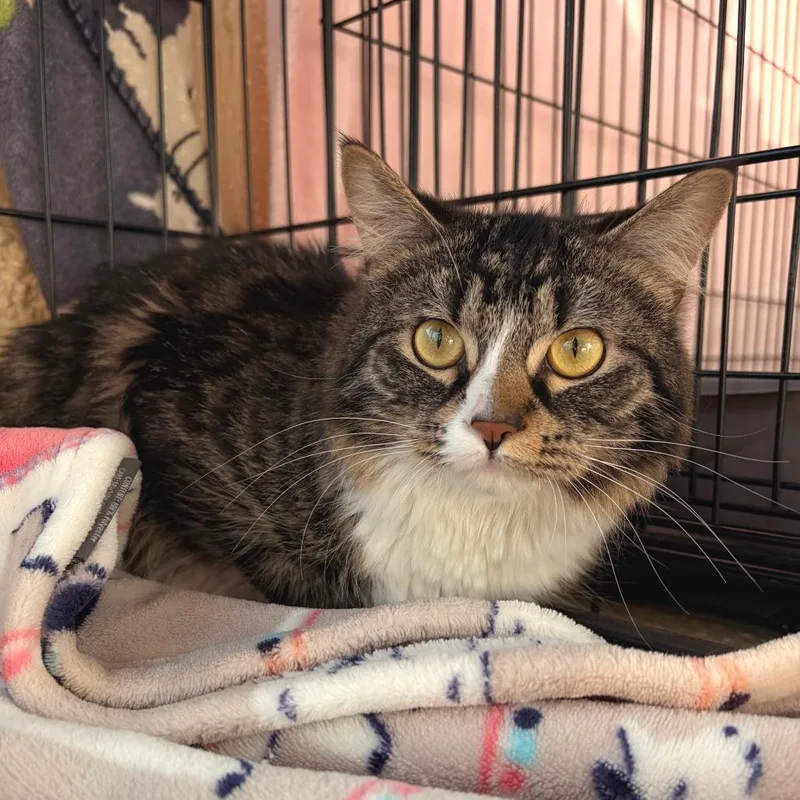 An adult medium-sized male Brown / Chocolate Domestic Medium Hair cat named Jarjar Binks for adoption in Deerfield, IL