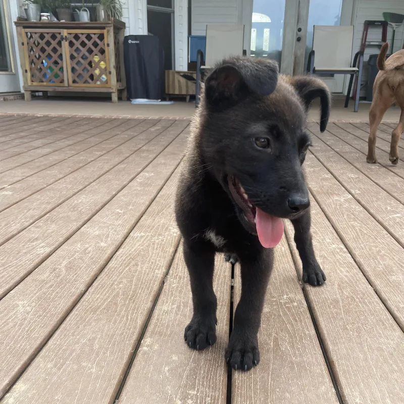 A baby large-sized male Bicolor Belgian Shepherd / Malinois dog named Powder for adoption in Long Beach, MS
