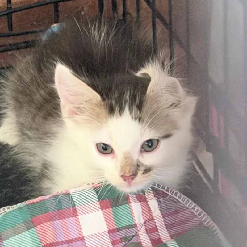 A baby small-sized male Brown / Chocolate Domestic Medium Hair cat named Zelma for adoption in Beaumont, TX