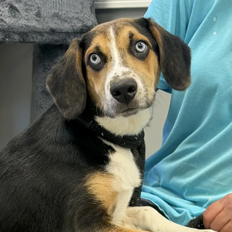 A young small-sized male Tricolor (Brown, Black, & White) Beagle dog named Snoopy for adoption in Maynardville, TN