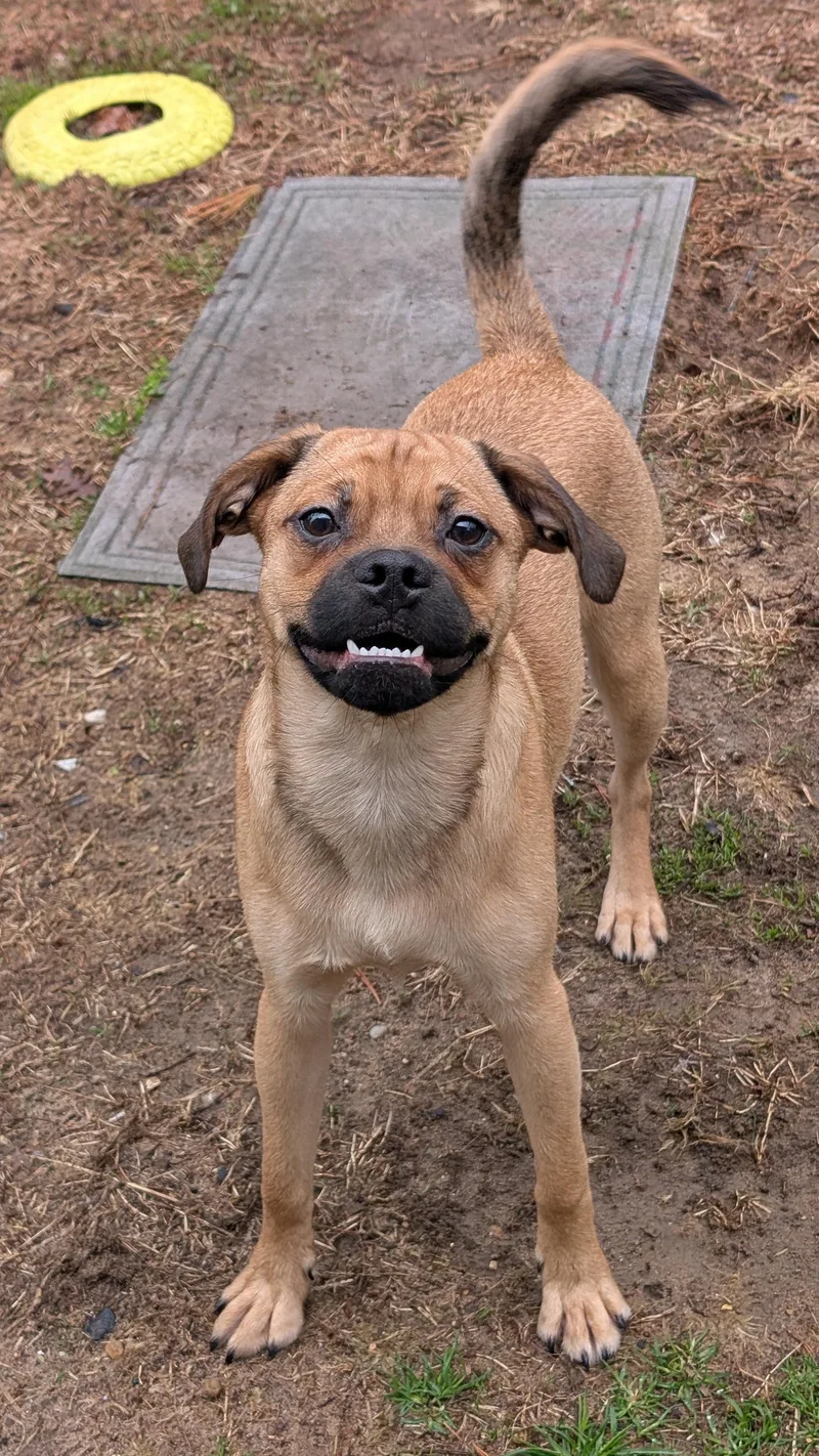 A young medium-sized male Puggle dog named Otto for adoption in Sturgis, MI