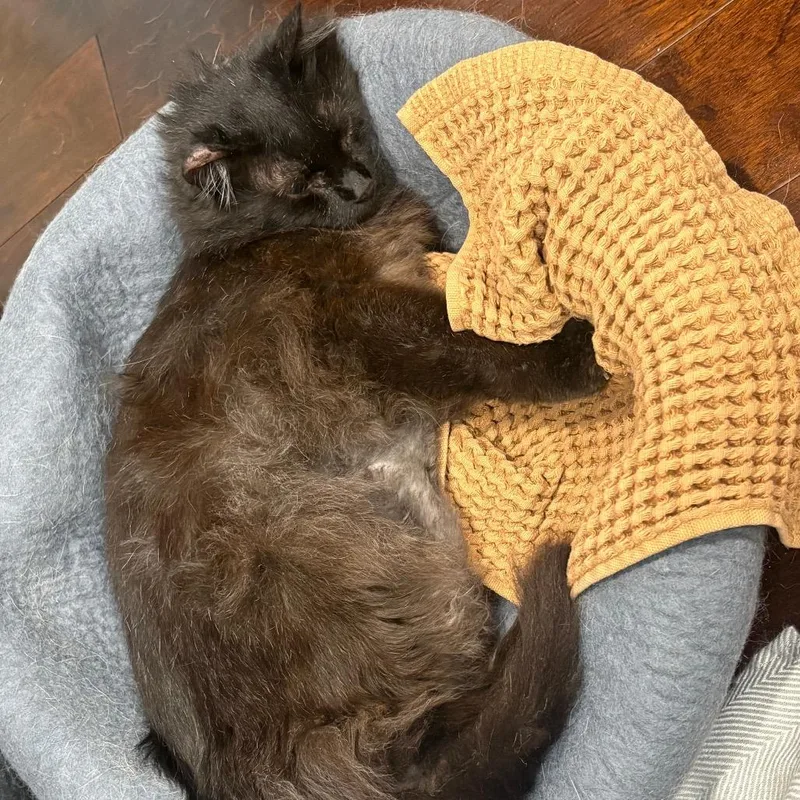 A senior large-sized male Domestic Medium Hair cat named Belly for adoption in Chicago, IL