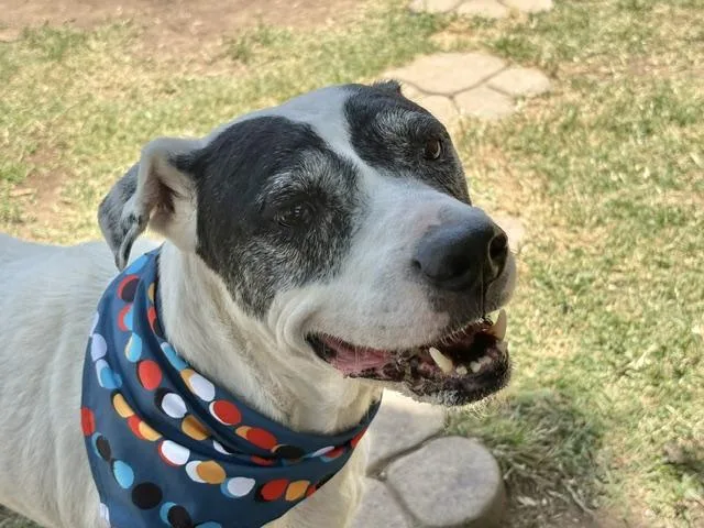 An adult large-sized male Australian Cattle Dog / Blue Heeler dog named Po for adoption in Tulsa, OK