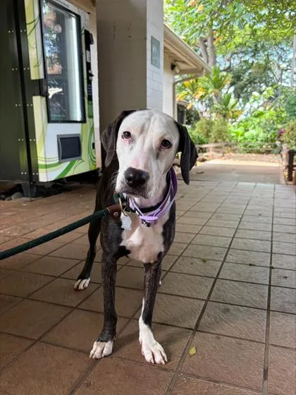 Violet