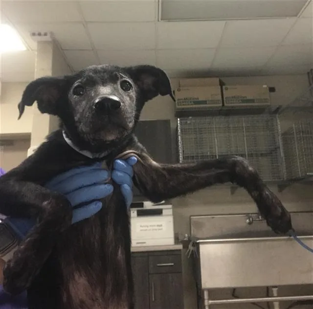 A baby small-sized female Pit Bull Terrier dog named Jolene for adoption in Conroe, TX