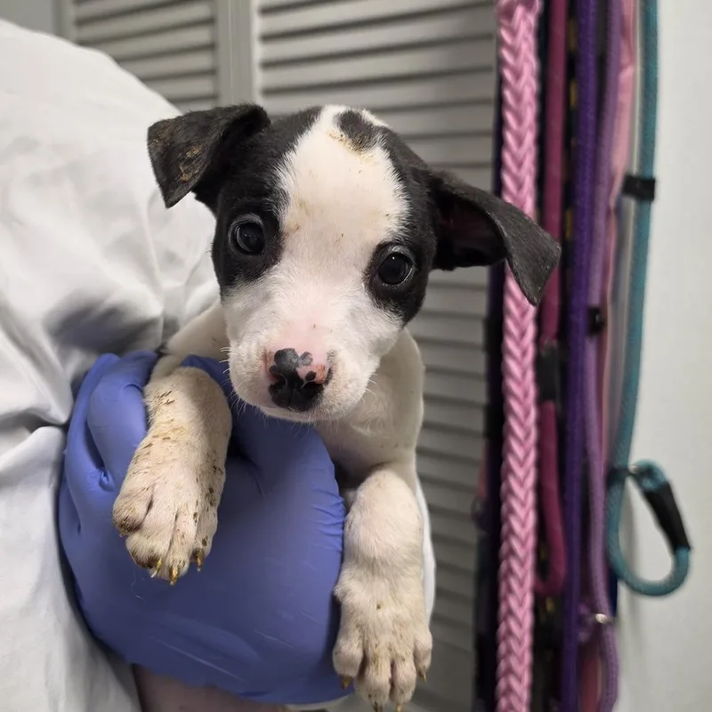 A baby small-sized female White / Cream Mixed Breed dog named Bluebell for adoption in Troy, IL