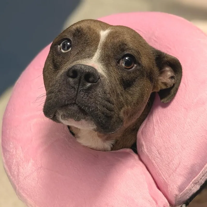 A young medium-sized male Gray / Blue / Silver Mixed Breed dog named Lavaboy for adoption in Washington Township, OH