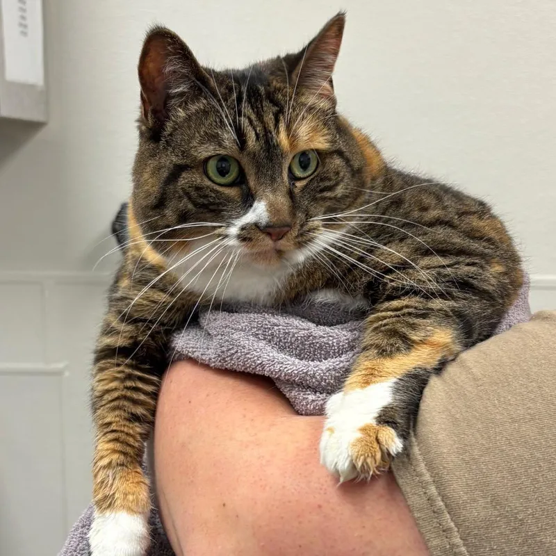 An adult large-sized female Brown / Chocolate Domestic Short Hair cat named Lima for adoption in Columbiana, AL