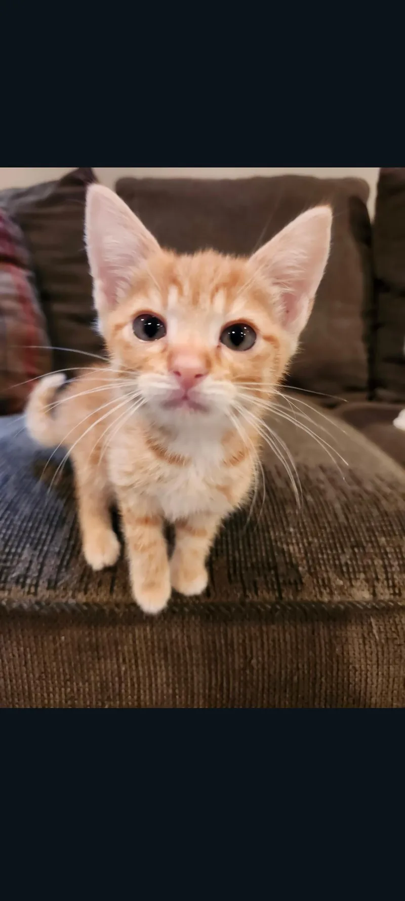 A baby medium-sized male Orange & White Domestic Short Hair cat named Dorito for adoption in Lewis Center, OH