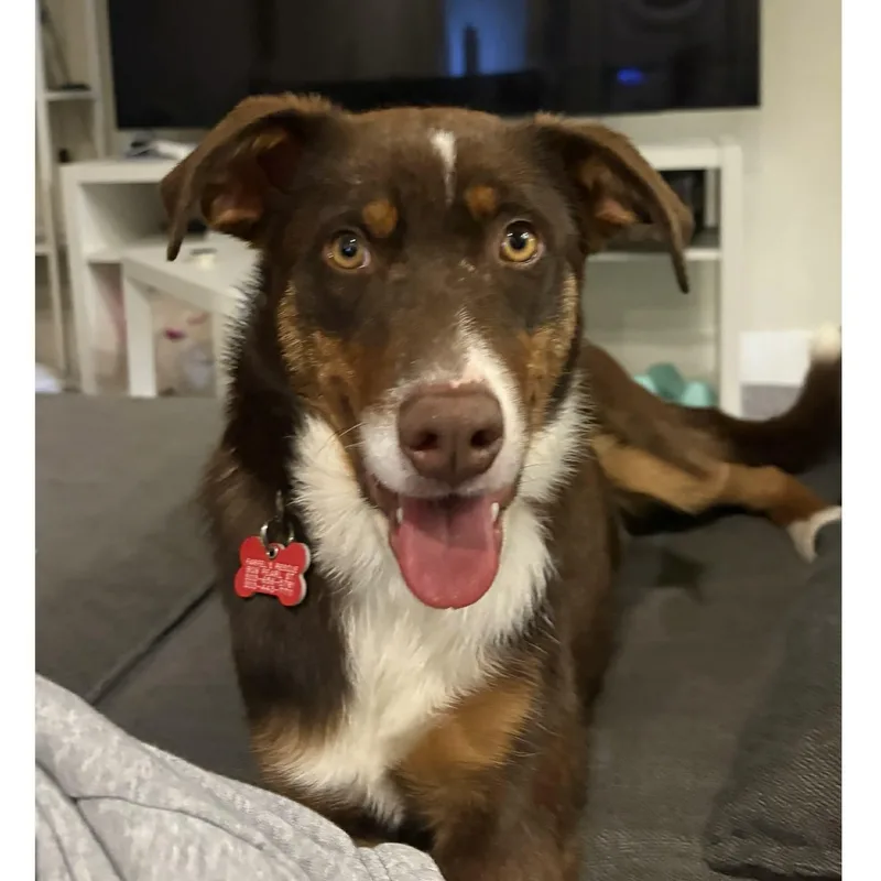 A young medium-sized male Brown / Chocolate Australian Shepherd dog named Scout for adoption in Boulder, CO