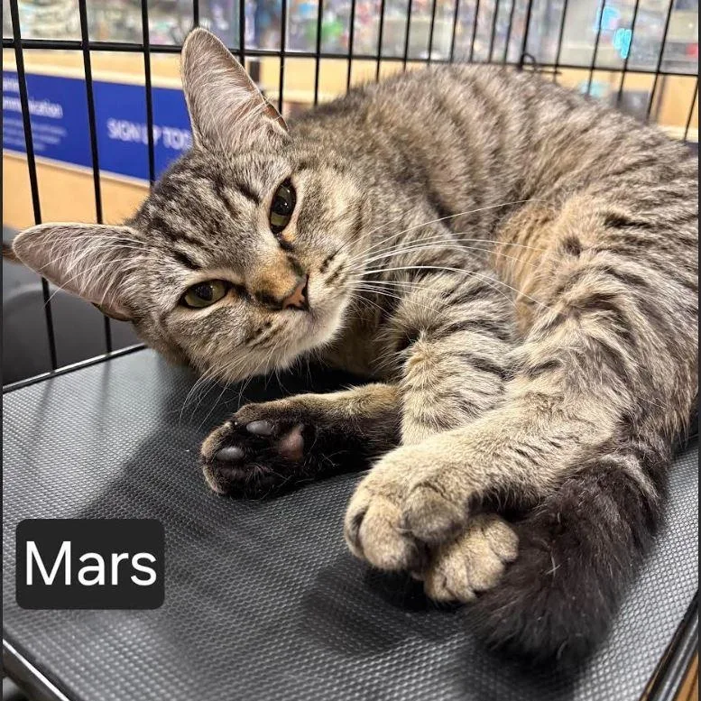 A young medium-sized female Tabby (Brown / Chocolate) Domestic Short Hair cat named Mars for adoption in SNOW HILL, NC