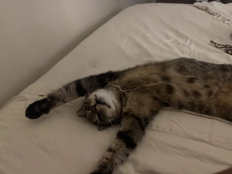 An adult medium-sized female Tabby (Brown / Chocolate) American Shorthair cat named Ella for adoption in North Bergen, NJ