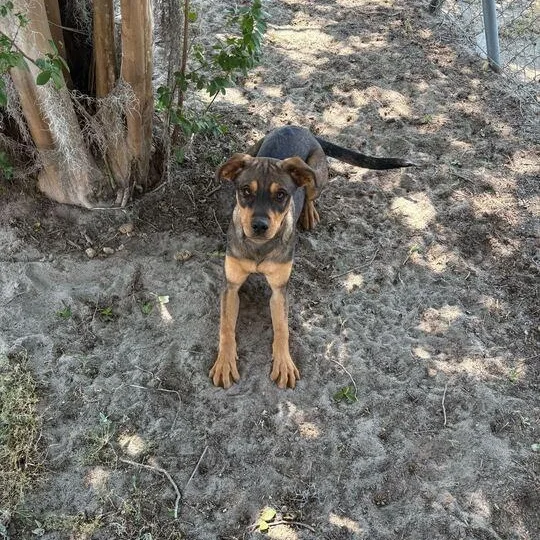 A baby small-sized female Sable Bulldog dog named Dewdrop for adoption in Valdosta, GA