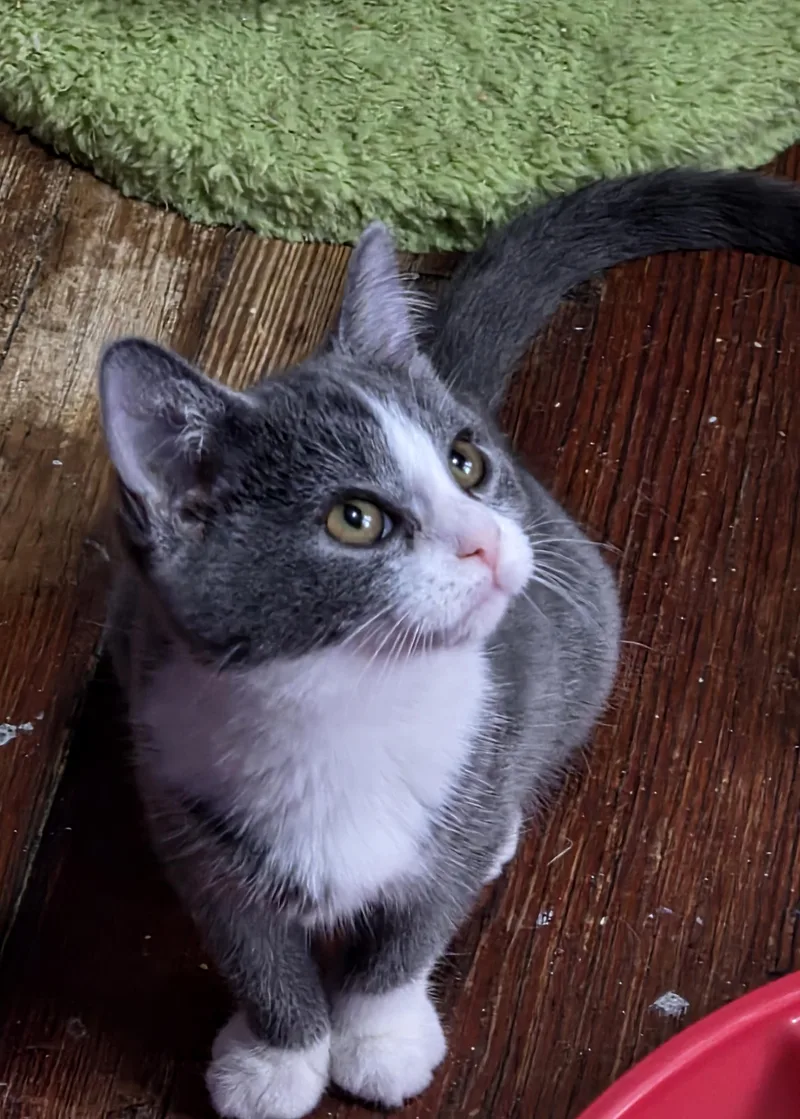 A baby small-sized female Gray & White Domestic Short Hair cat named Traci for adoption in Greensburg, PA