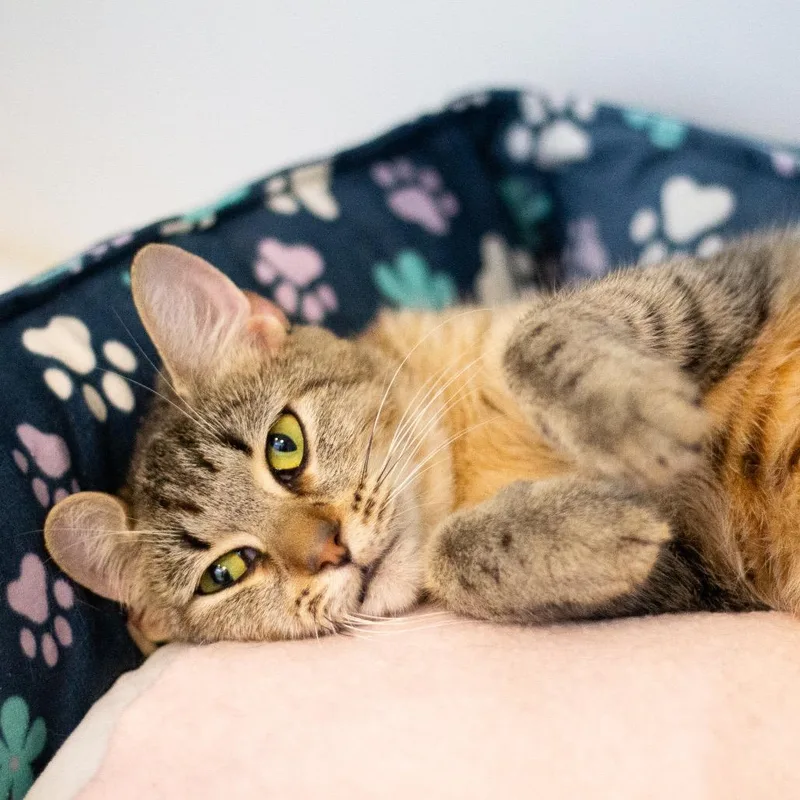 An adult medium-sized female Domestic Short Hair cat named Sasha for adoption in Cumming, GA