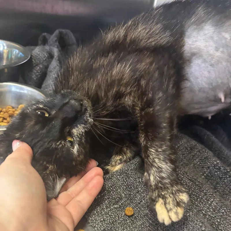 A young medium-sized female Black Domestic Short Hair cat named Dapple for adoption in Lakeland, FL
