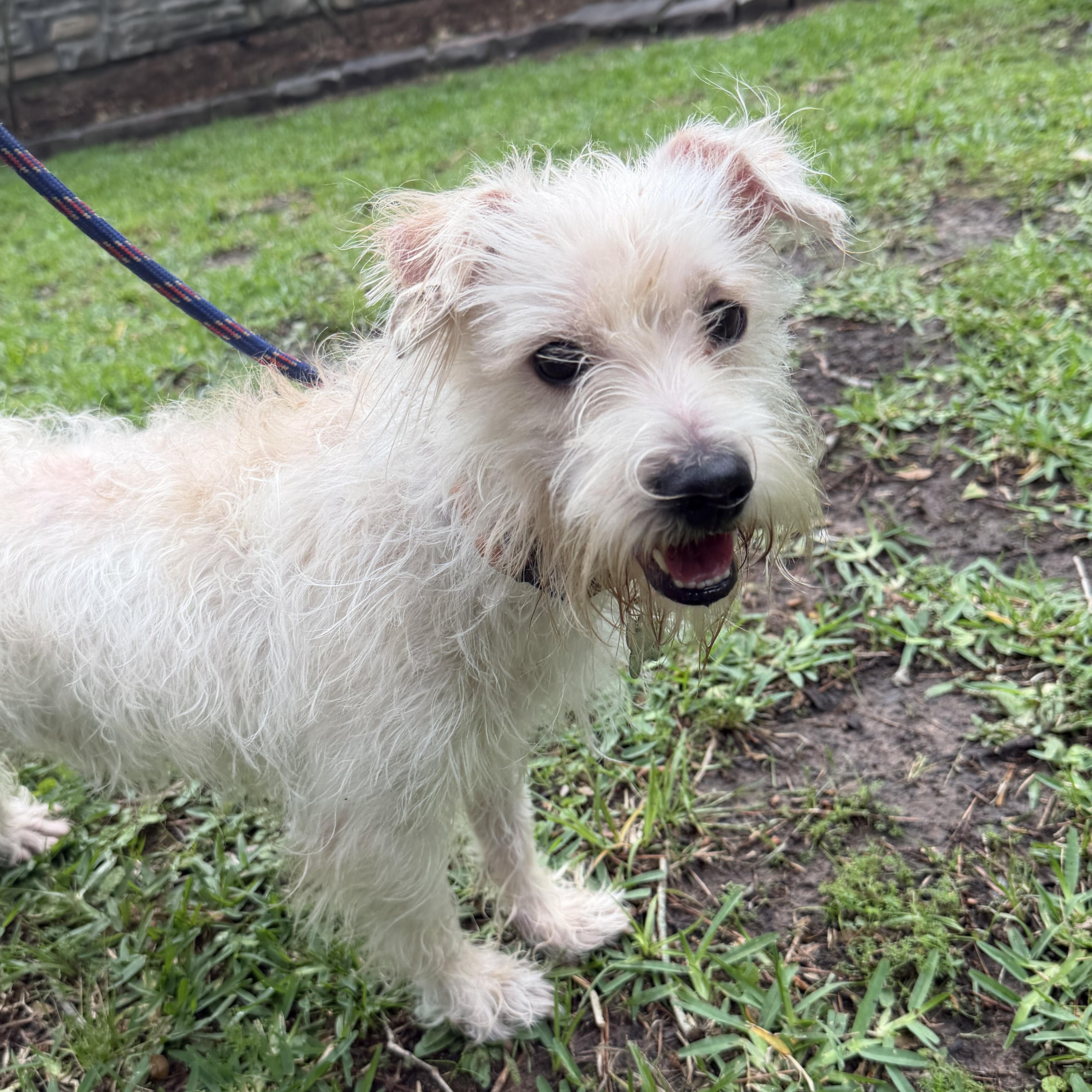 An adult small-sized male White / Cream West Highland White Terrier / Westie dog named Justin for adoption in Spring, TX