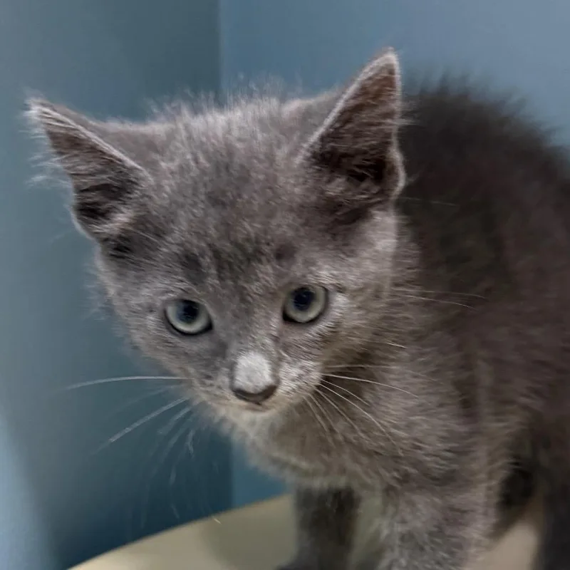 A baby small-sized female Gray / Blue / Silver Domestic Short Hair cat named Nikki for adoption in Chattanooga, TN