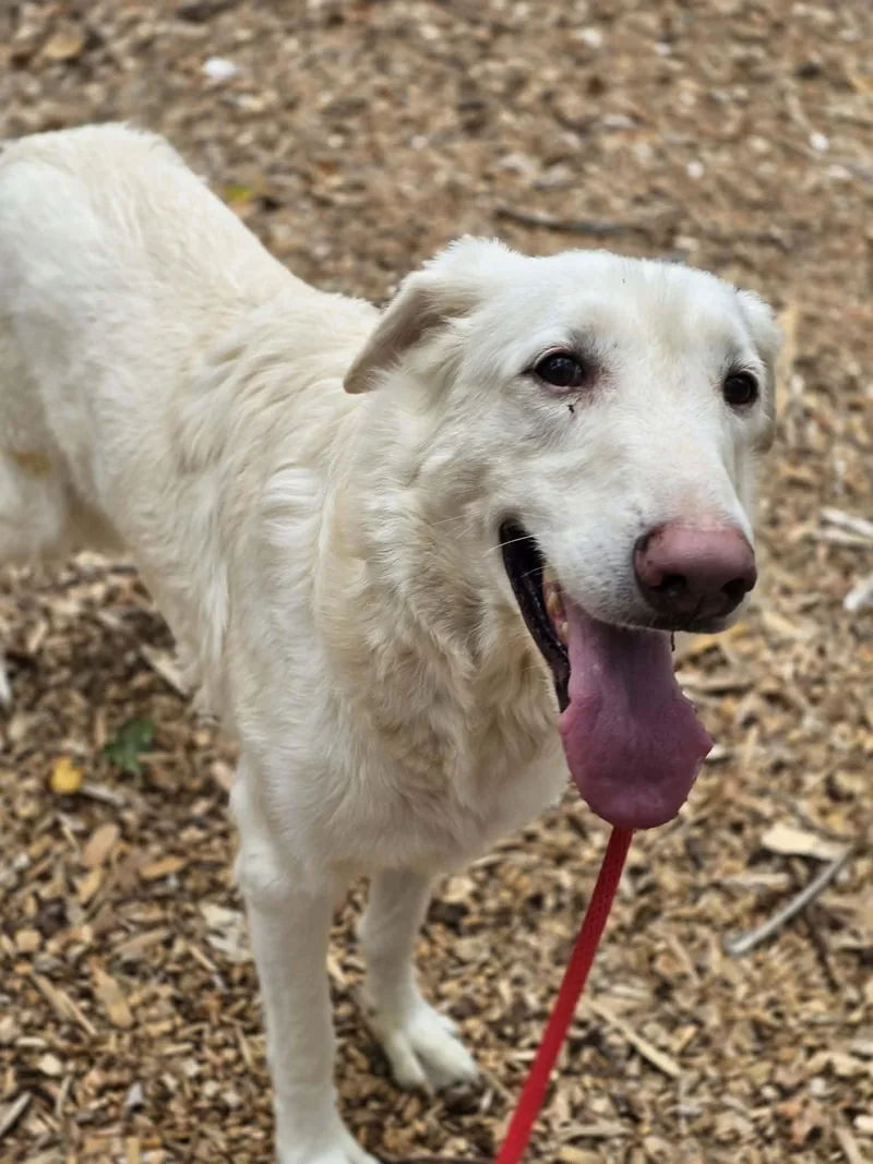 An adult extra large-sized male Shepherd dog named Floppy for adoption in Grants Pass, OR