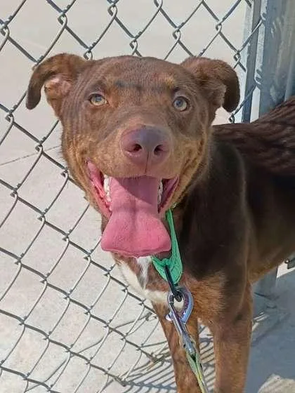 An adult large-sized male Mixed Breed dog named Jaxon for adoption in Beatrice, NE