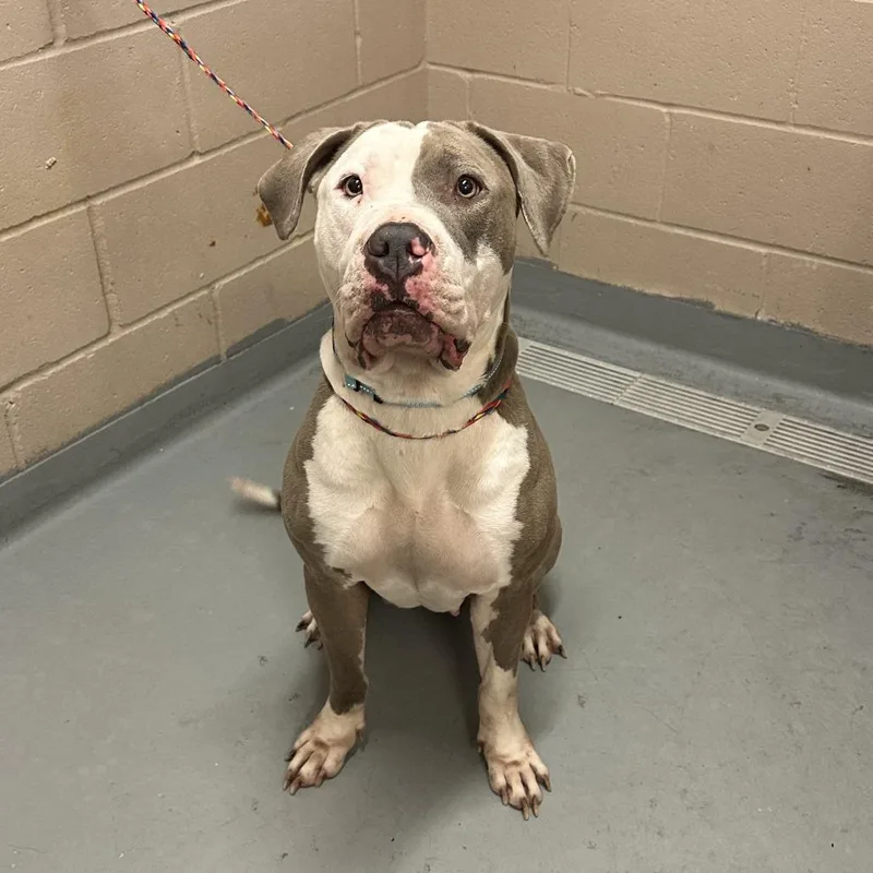 An adult large-sized female Gray / Blue / Silver Pit Bull Terrier dog named Skylar for adoption in Tacoma, WA