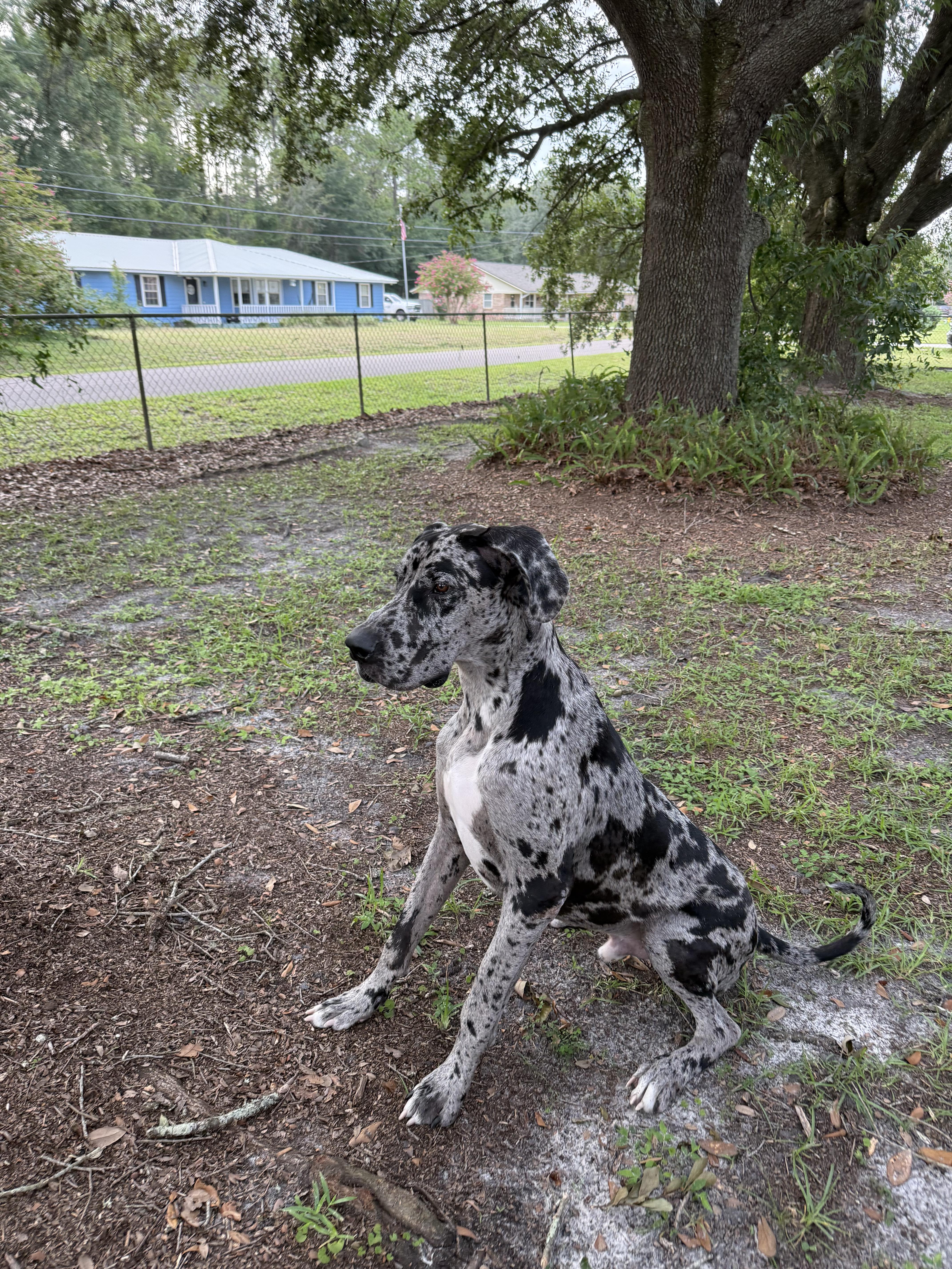 A young extra large-sized male Merle (Blue) Great Dane dog named Hades for adoption in Pensacola, FL