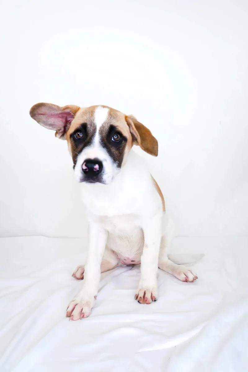 A baby medium-sized female White / Cream Shepherd dog named Jaylie for adoption in Bixby, OK