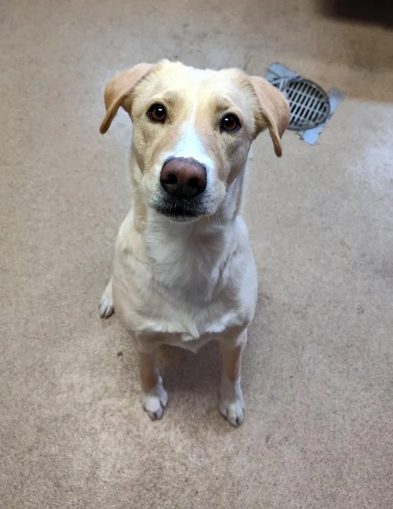 An adult large-sized female Mixed Breed dog named Baby for adoption in Grand Forks, ND