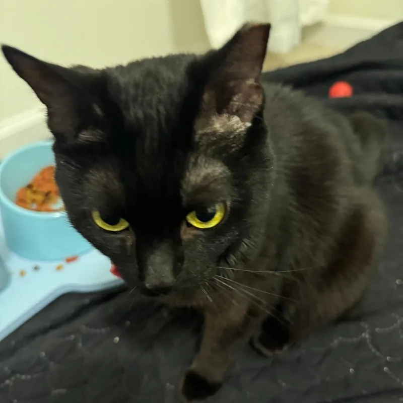 An adult medium-sized female Black Domestic Short Hair cat named Fairy Godmother for adoption in York, PA