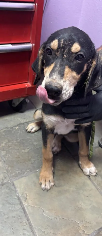 A baby medium-sized female Black Coonhound dog named 61377268 for adoption in El Paso, TX
