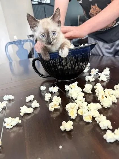 An adult small-sized female Domestic Short Hair cat named Chai for adoption in Mansfield, TX
