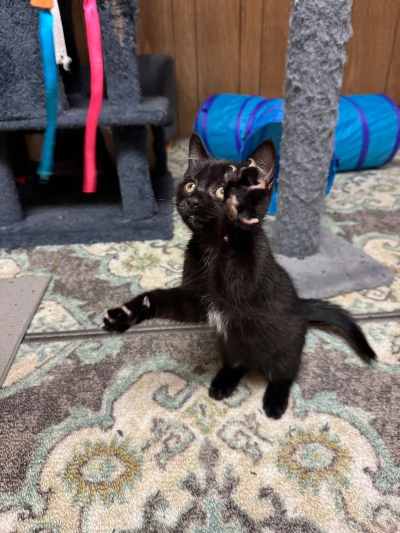 A baby medium-sized male Bombay cat named Levi for adoption in Flint Hill, VA