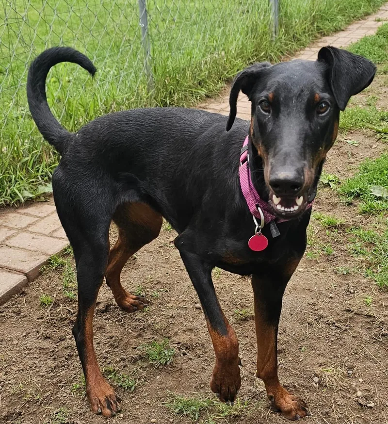 A young medium-sized female Black Doberman Pinscher dog named Chili for adoption in Lapeer, MI