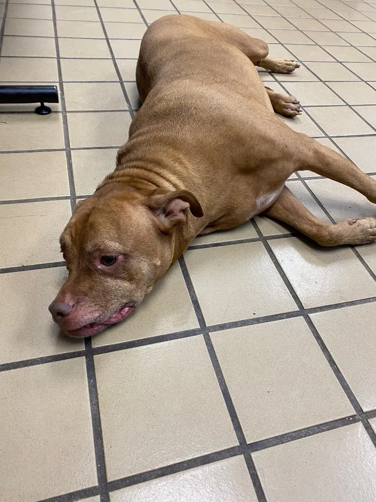 An adult large-sized female Pit Bull Terrier dog named Charlie for adoption in Cartersville , GA
