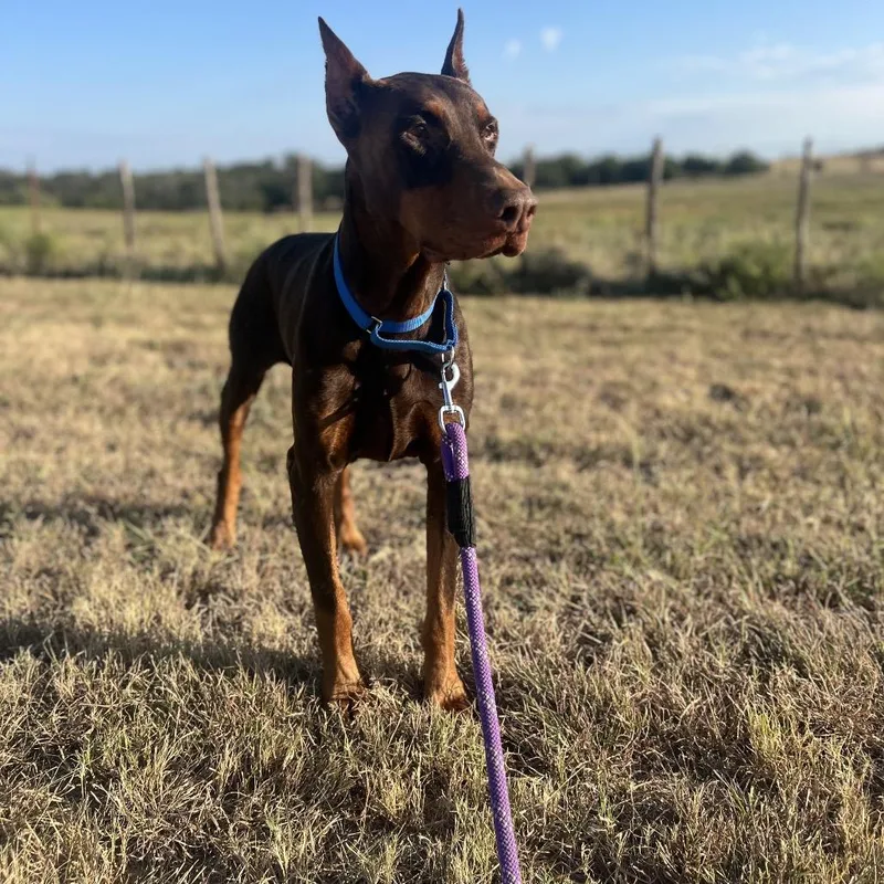 A senior large-sized male Red / Chestnut / Orange Doberman Pinscher dog named Dexter for adoption in Aledo, TX