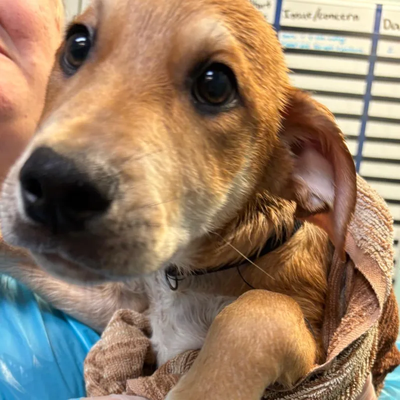 A baby medium-sized male Yellow / Tan / Blond / Fawn Labrador Retriever dog named Xavier for adoption in South Elgin, IL