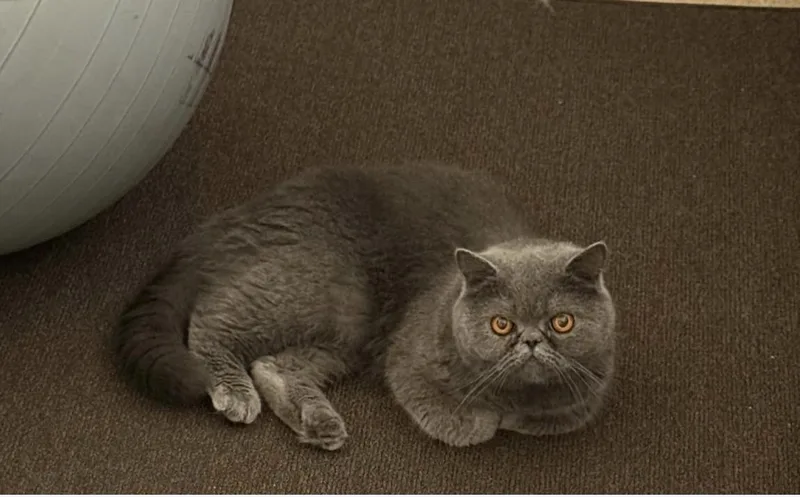 An adult medium-sized female Gray / Blue / Silver Persian cat named Jasmine for adoption in Houston, TX