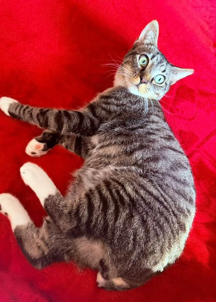 A young medium-sized male Tabby (Brown / Chocolate) American Shorthair cat named Hey Arnold for adoption in Florham Park, NJ