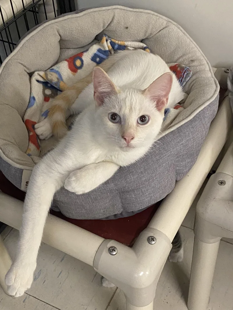 A baby medium-sized male White Domestic Short Hair cat named Albert for adoption in New Richmond, WI