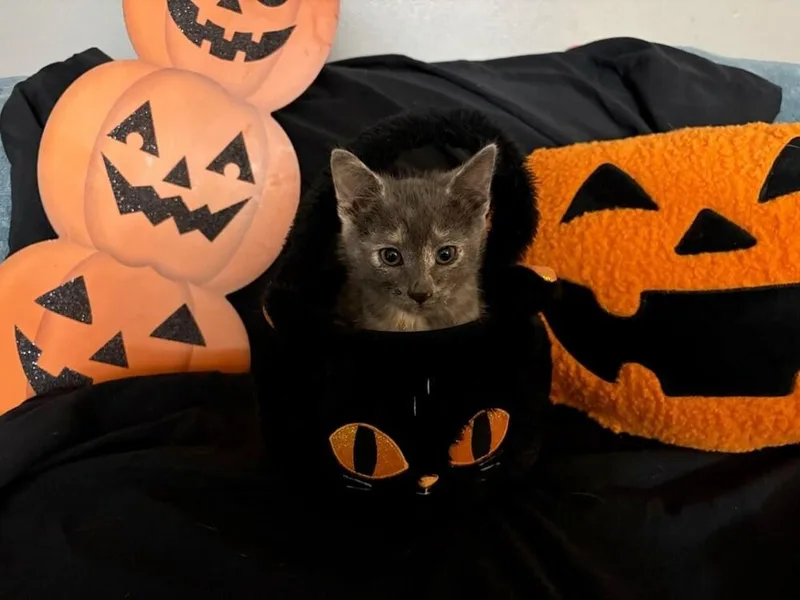 A baby small-sized female Tortoiseshell Domestic Short Hair cat named Velma Bristol Jo for adoption in Peoria, IL