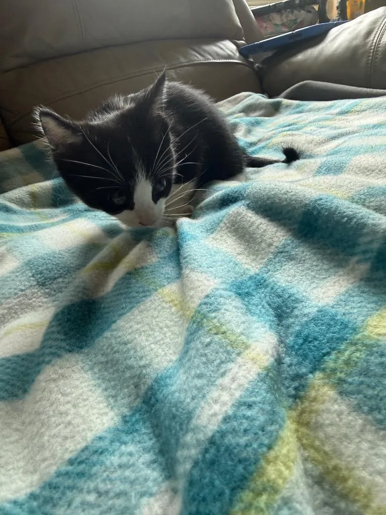 A baby small-sized male Domestic Short Hair cat named Cookie Monster for adoption in Thousand Oaks, CA