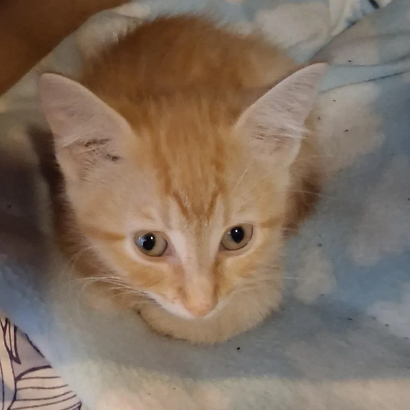 A baby small-sized female Orange / Red Domestic Short Hair cat named Chelsea for adoption in Marion, IL