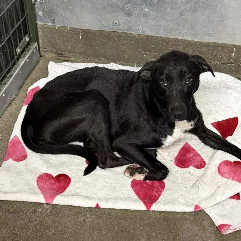 An adult medium-sized male Black Labrador Retriever dog named Dexter for adoption in Carlin, NV
