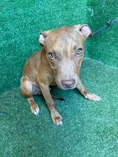 An adult large-sized male Pit Bull Terrier dog named Da Vinci for adoption in Lancaster, CA