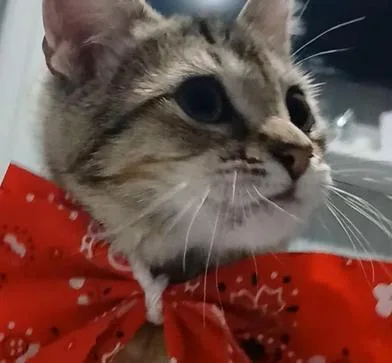Gismo thumbnail 6