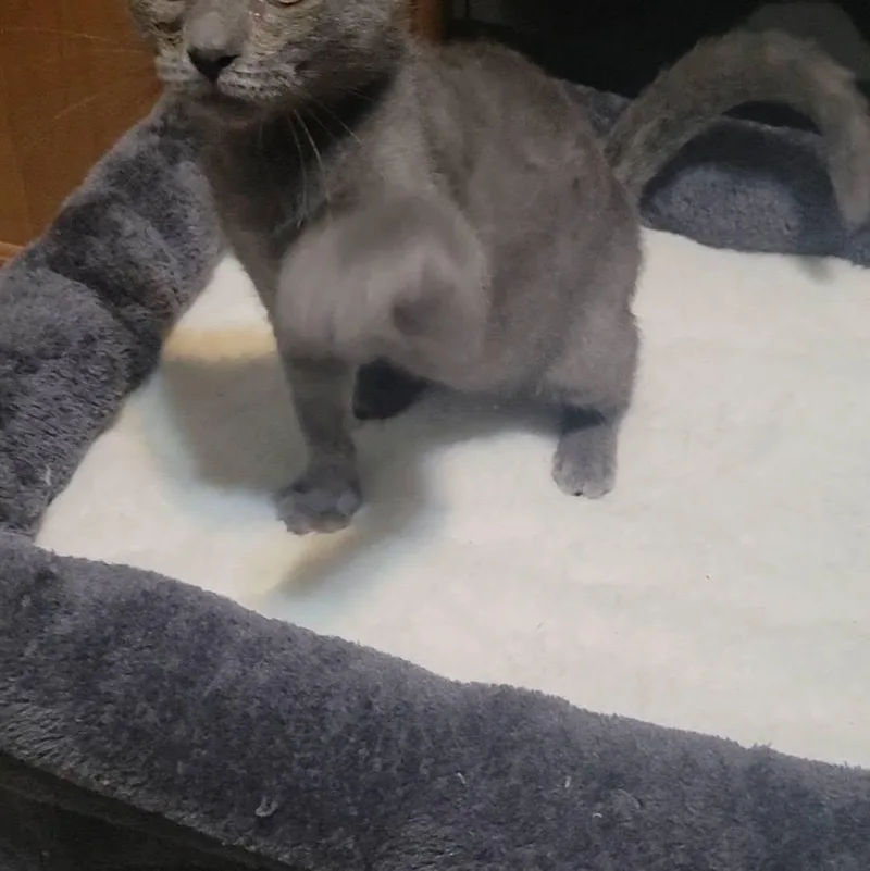 A baby medium-sized male Gray / Blue / Silver Domestic Short Hair cat named Winky for adoption in Queen Creek, AZ