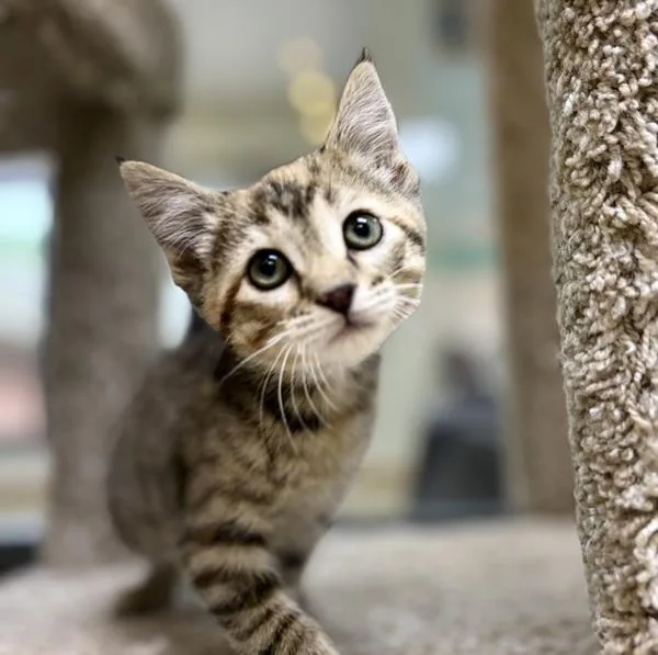 A baby small-sized female Domestic Short Hair cat named Kora for adoption in Sioux City, IA