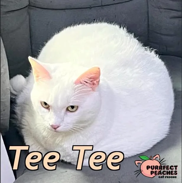 An adult medium-sized female Domestic Short Hair cat named Tee Tee for adoption in Douglasville, GA