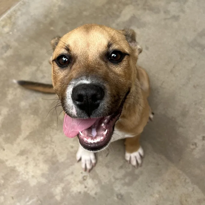 A baby small-sized female Brown / Chocolate Pit Bull Terrier dog named Frappe for adoption in Ojai, CA