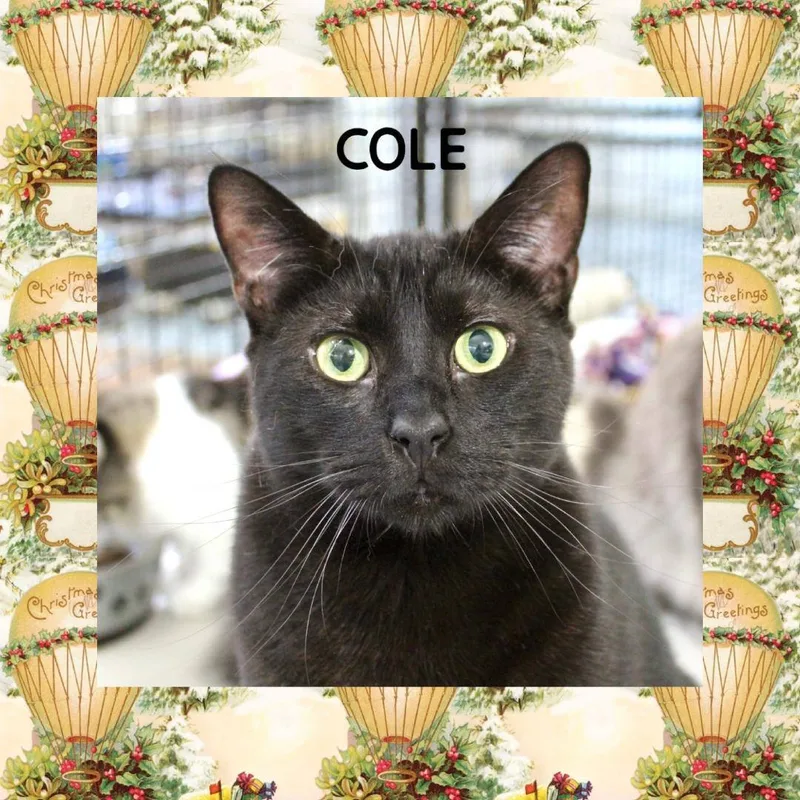 Cole thumbnail 4